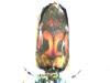 Chrysis longula